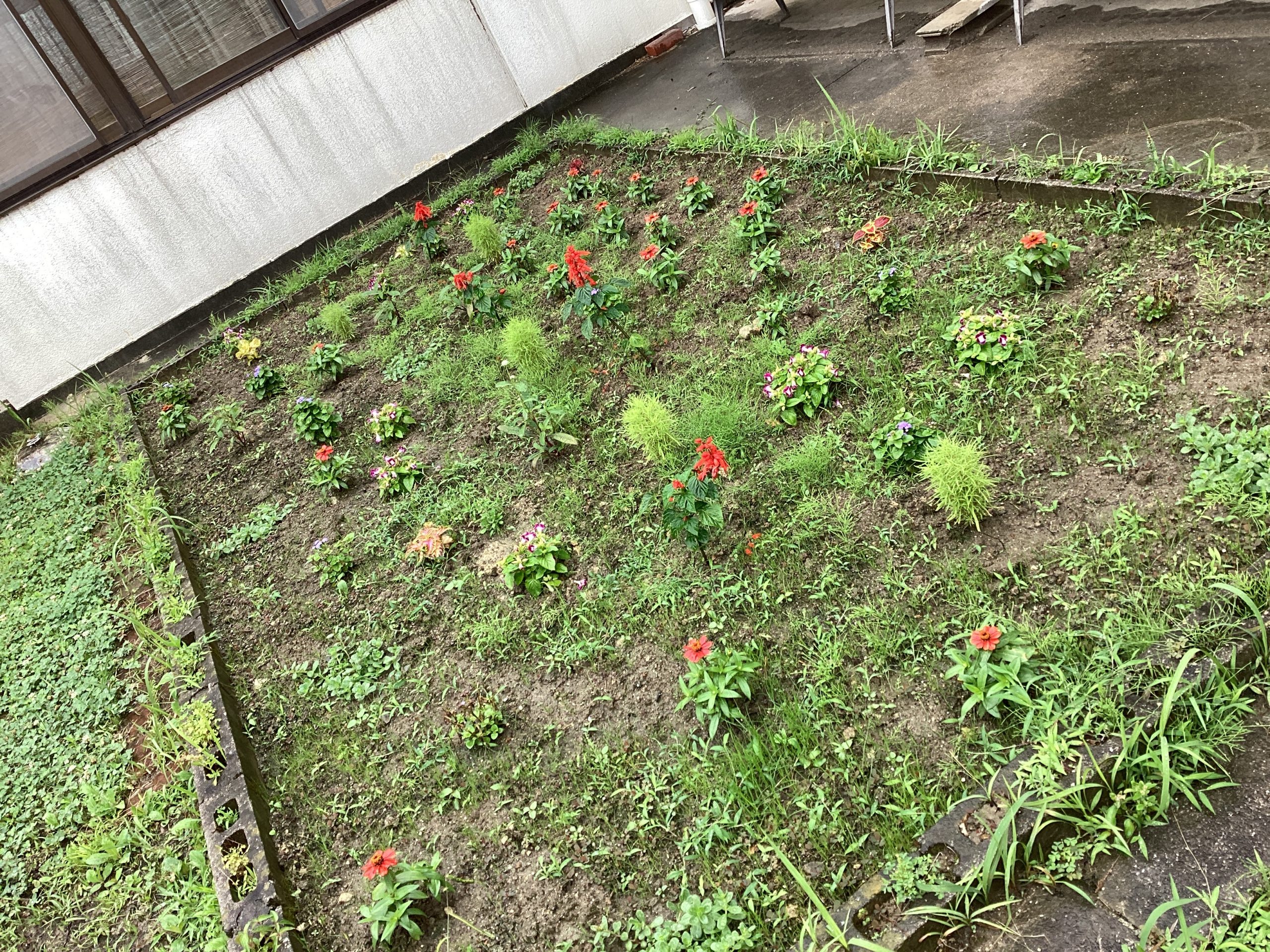 花苗植え