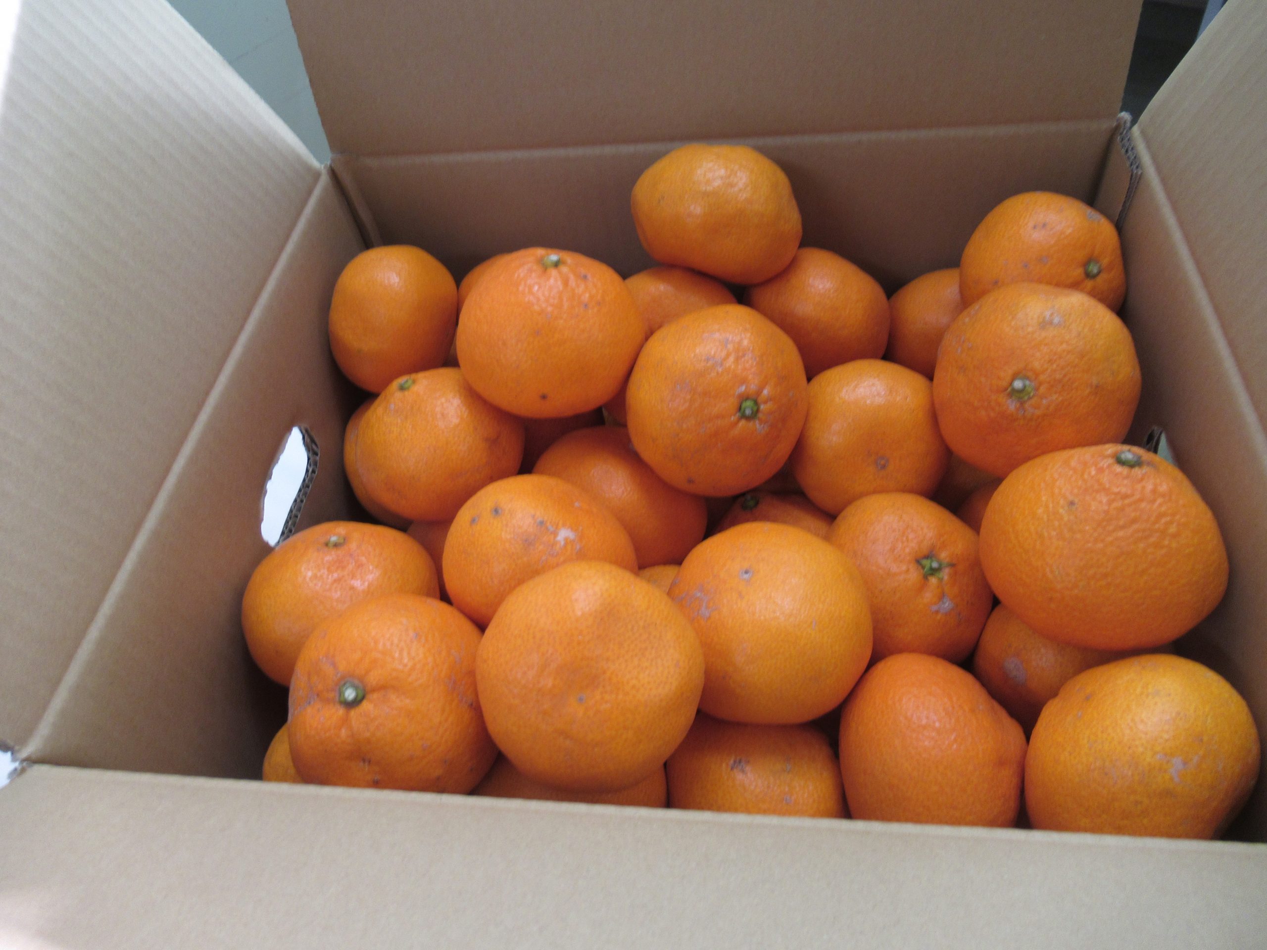 みかんを頂きました♪